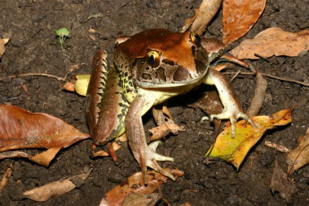 Giant Barred Frog Mixophyes iteratus EPBC Act: Endangered; NC Act: Endangered